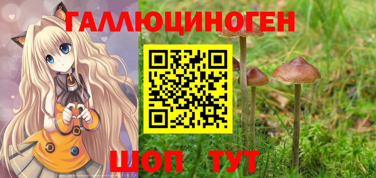 где можно купить   Вход с VPN  Курчалой  Галлюциногенные грибы Magic Shrooms 